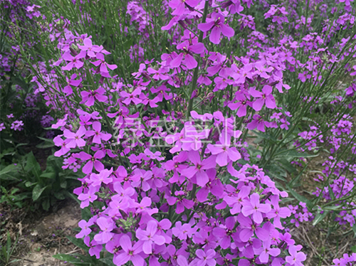 藍(lán)香芥